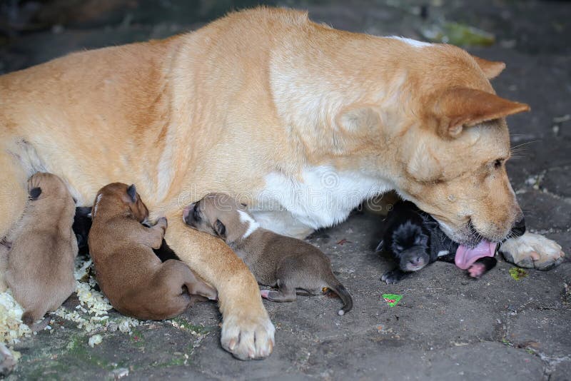 how much should my nursing dog eat