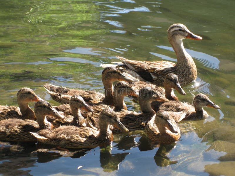 Download Mother Duck with Babies stock image. Image of swimming ...