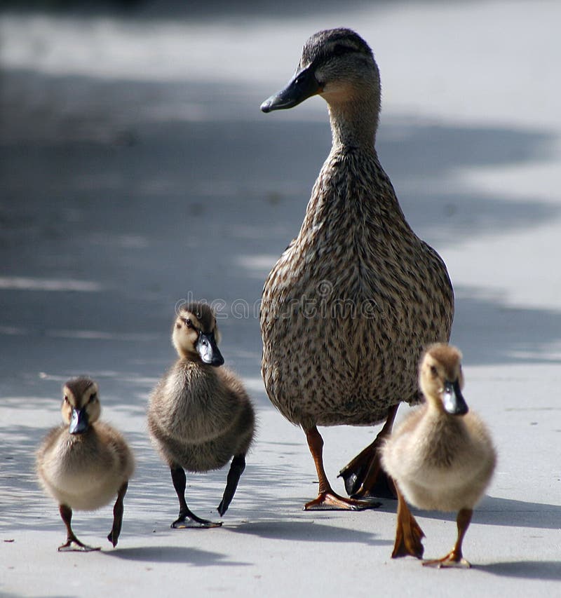 Mother duck and ducklings