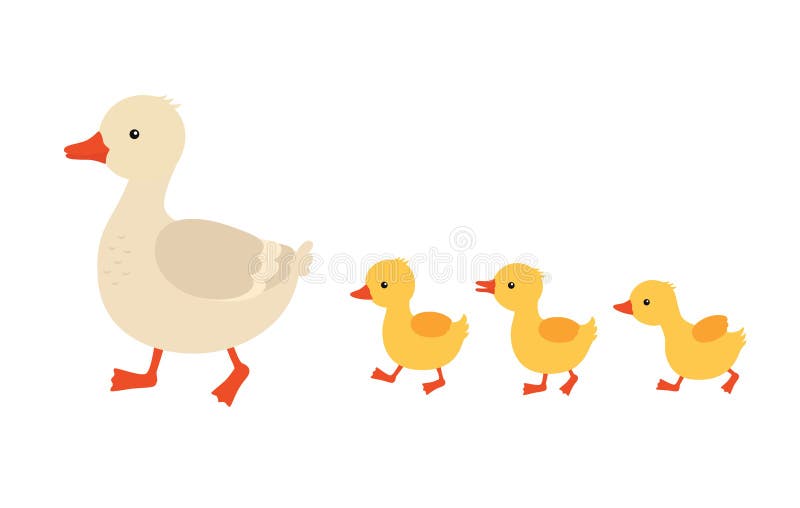 Mother duck and ducklings. Cute baby ducks walking in row. Cartoon vector illustration. Duck mother animal and family duckling. Vector illustration on white isolated background