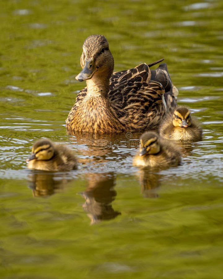 Mother Duck with Ducklings Swimming in the Lake Stock Photo Image of