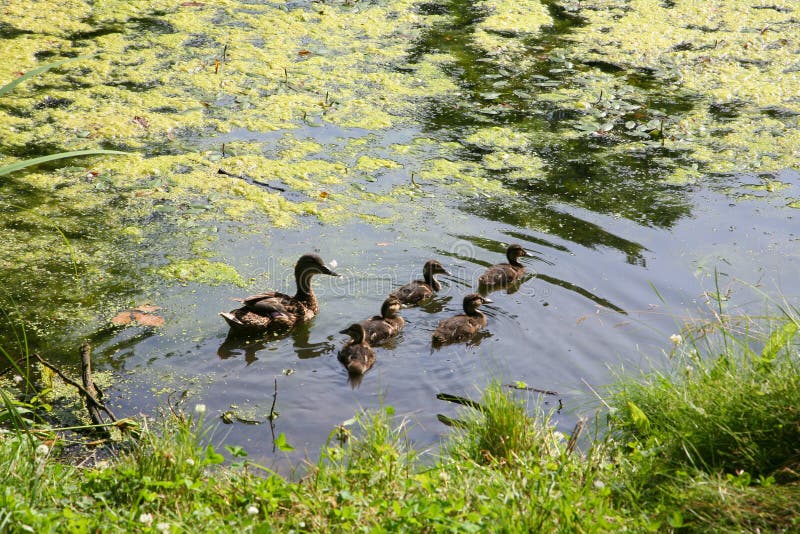 Mother duck with little ducklings swimming in a pond on a Sunny summer day. royalty free stock photo Mother duck with little ducklings swimming in a pond on a Sunny summer day. royalty free stock photo