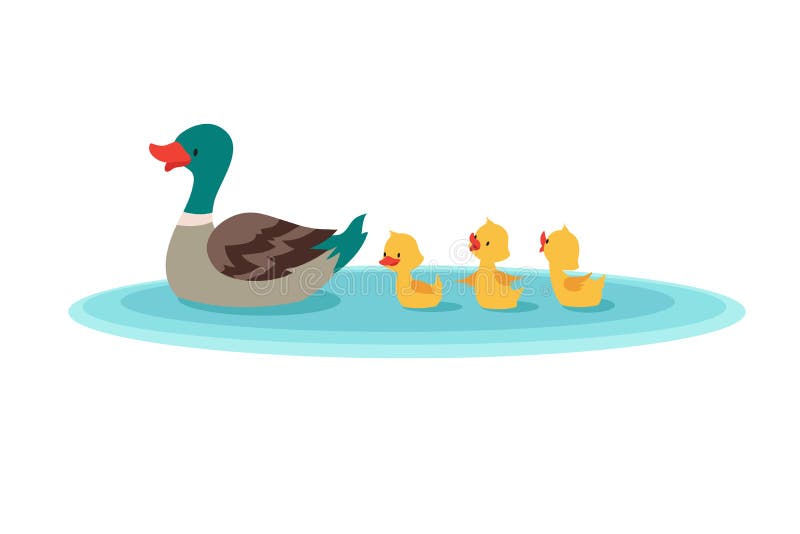 Mother duck and little ducks in water. Ducklings swimming in row. Cartoon vector illustration