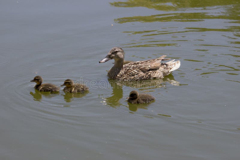 Mother duck swimming in the pond with the ducklings