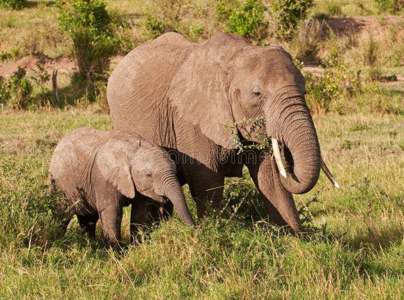 Mother elephant feeding alongside baby