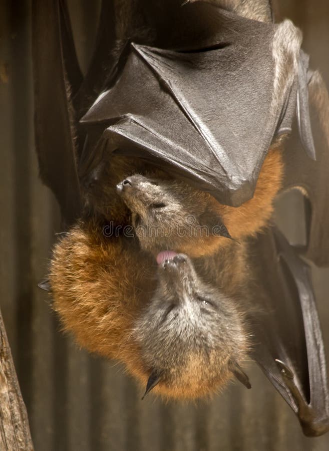 This is a Mother Fruit Bat with Her Young Fruit Bat Stock Image Image of insectivore, radar
