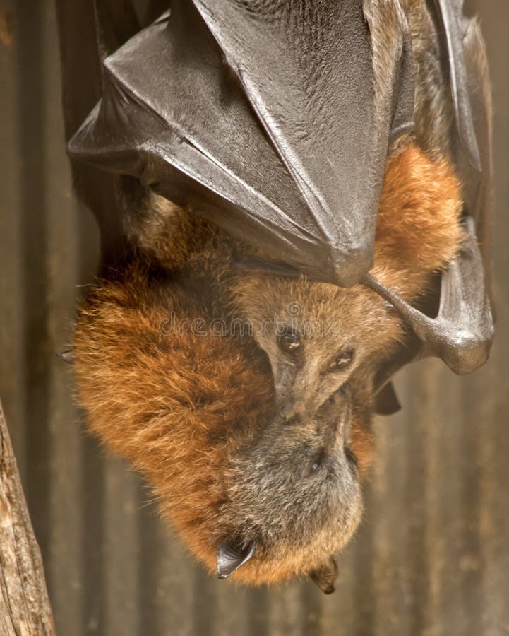 This is a Mother Fruit Bat Tending Her Young Fruit Bat Stock Image Image of blind, nature