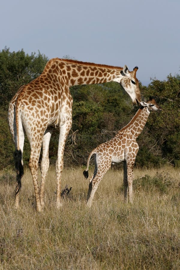 Mother giraffe