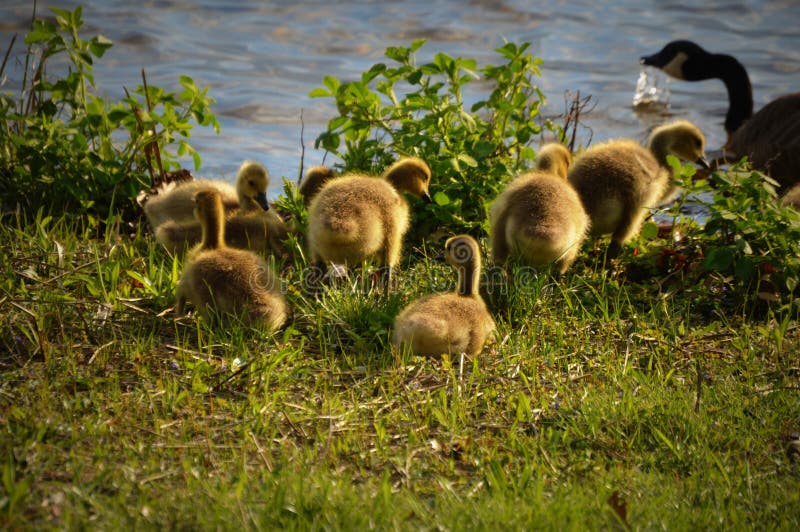 Mother Goose & Goslings