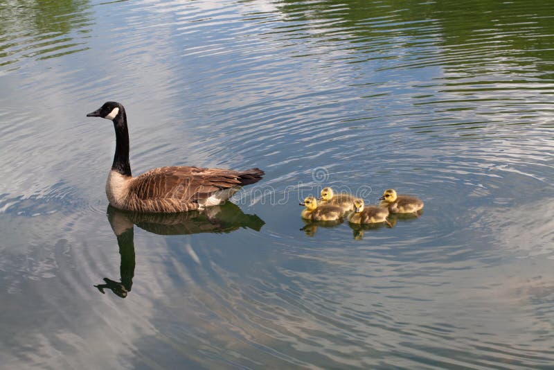 Mother Goose and Goslings with Water Reflection