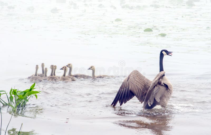 Mother goose sends a warning