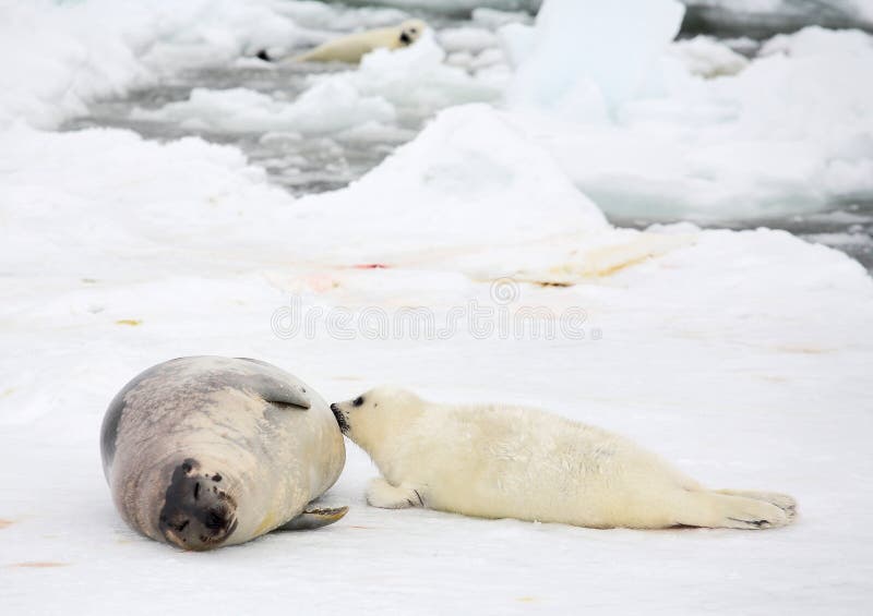 Mother harp seal cow and newborn pup