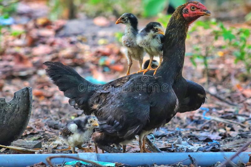 1,220 Mother Hen Baby Chicks Stock Photos - Free & Royalty-Free Stock  Photos from Dreamstime