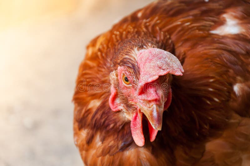 Mother Hen chicken in farm stock image. Image of grassy 79238065