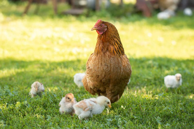 Poultry in a rural yard. Hen and chickens in a grass in the village against sun photos. Gallus gallus domesticus. Poultry organic