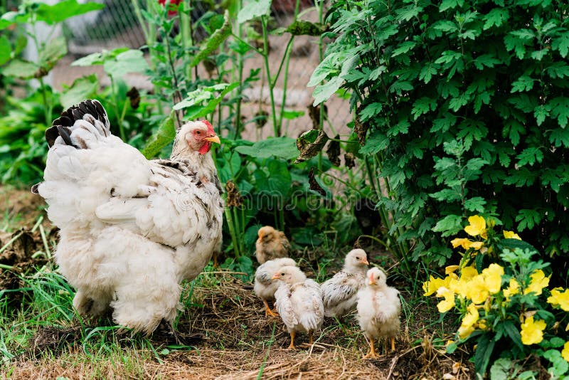 Chicken Mom And Chick In Green Grass Stock Photo, Picture and