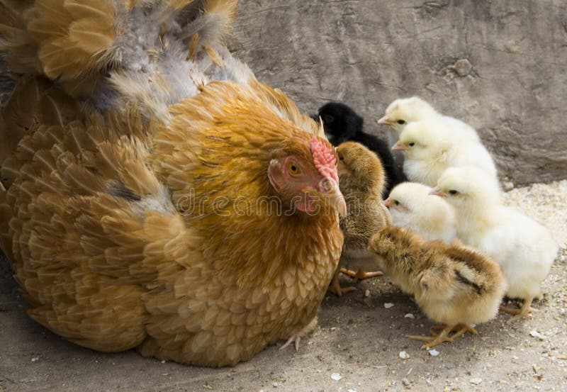 Mother hen and her chicks