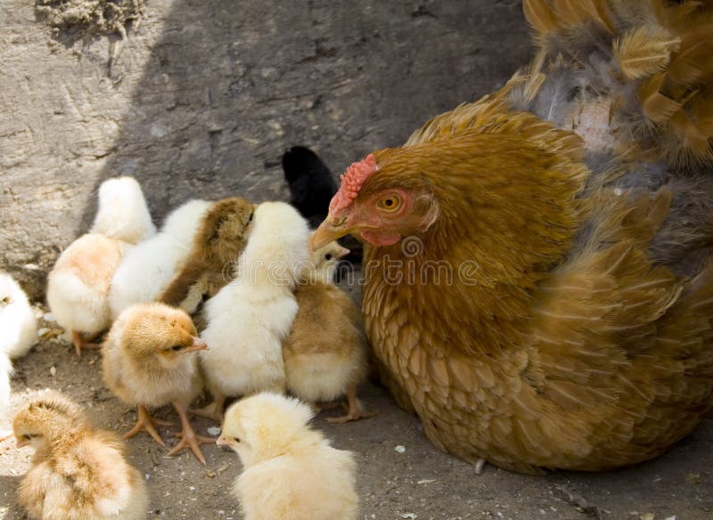 Mother hen and her chicks I