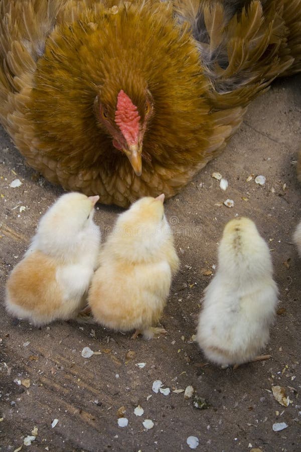 Mother hen and her chicks II