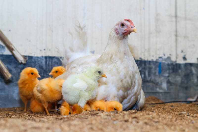 https://thumbs.dreamstime.com/b/mother-hen-its-baby-chicken-adorable-baby-chicks-resting-safety-mother-hens-feathers-hen-baby-chicken-mother-225062829.jpg