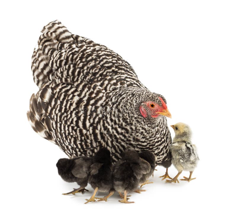 20+ Free Mother Hen & Chicken Images - Pixabay