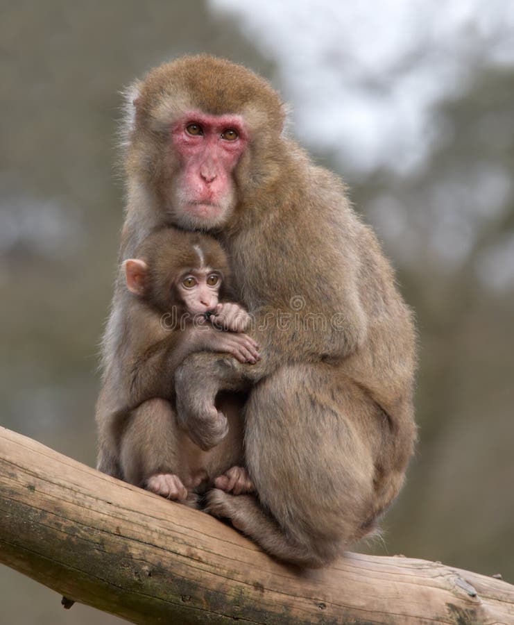 Download Mother and her baby monkey stock image. Image of little ...