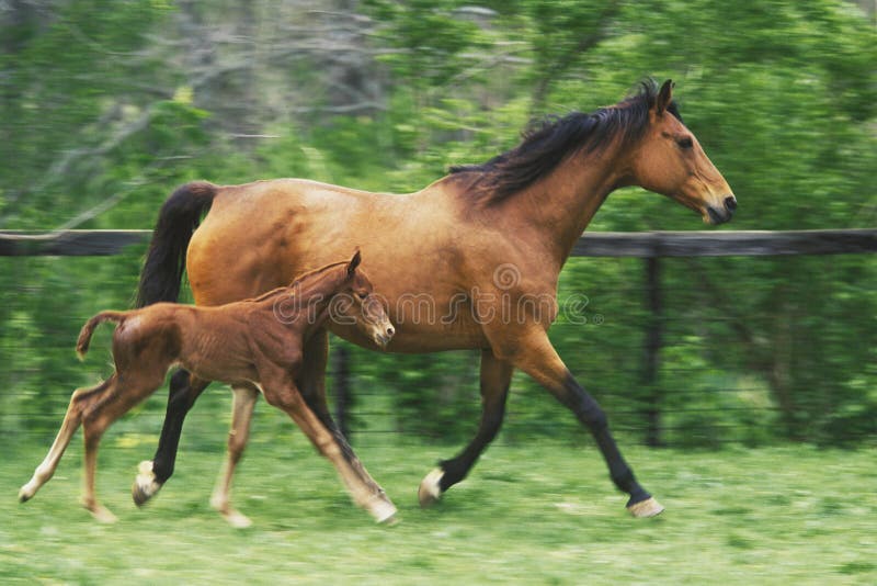 Madre cavallo e tre giorni fa colt.