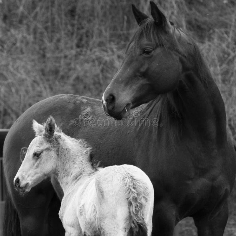 Mother Horse Whit Her Puppies Stock Image - Image of eyes, bird: 159010877