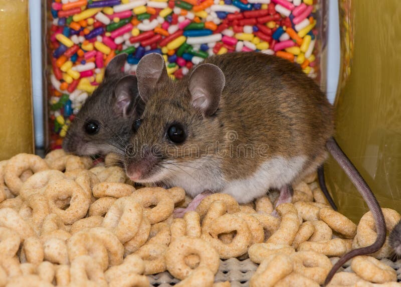 A mother house mouse and her offspring finding food in a kitchen cabinet.