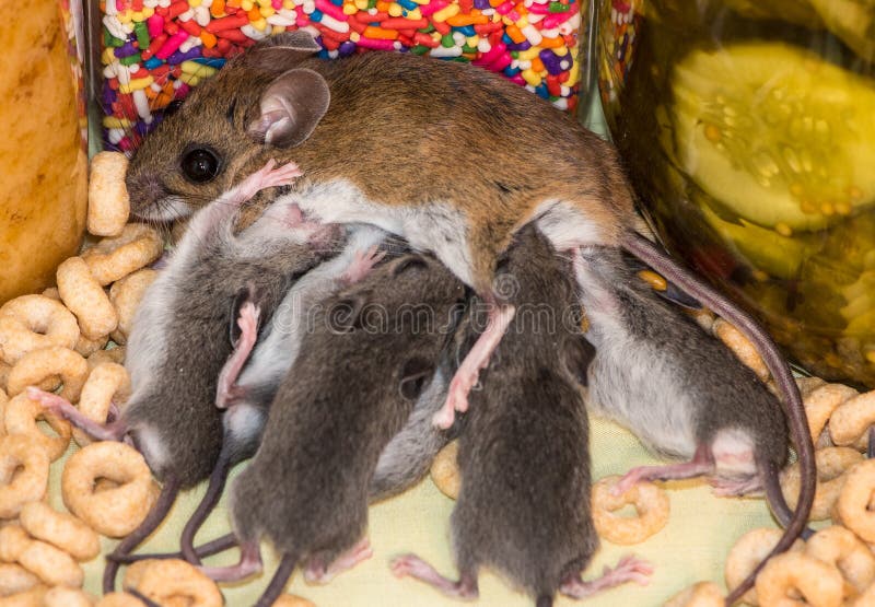 A brood of house mice in a kitchen cabinet.