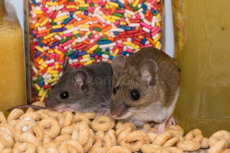 A mother house mouse sitting next to her child in a kitchen cabinet.