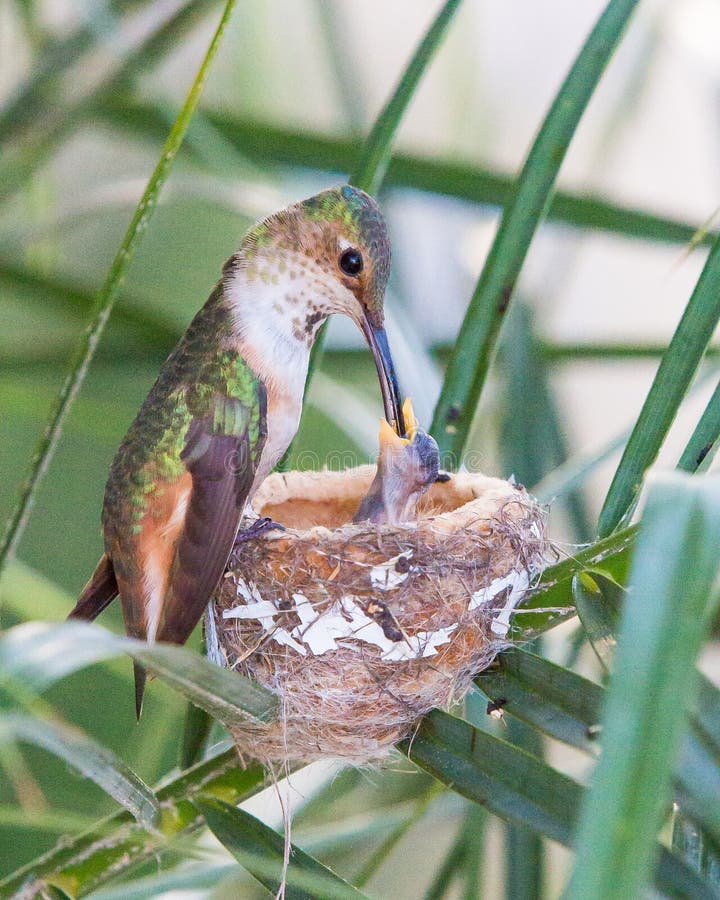 Mother Hummingbird Feeding Her Newborns Stock Photo Image of palm, life 93352664