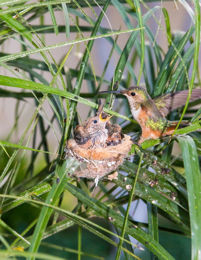 Mother Hummingbird Feeding Her Young Stock Photos Free & RoyaltyFree