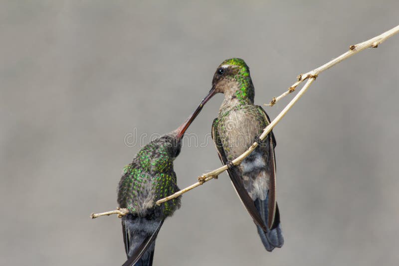 Mother Hummingbird Feeding Its Child Nectar on a Twig Stock Photo
