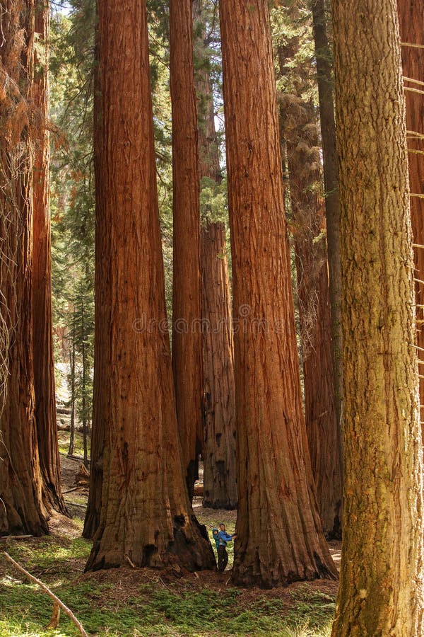 Mother with infant visit Sequoia national park in California, USA