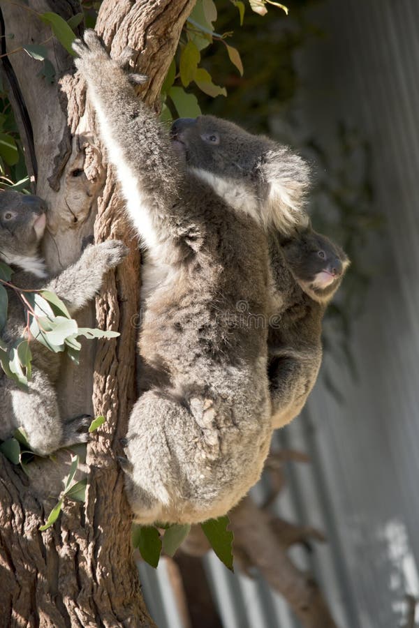 Mother And Joey Koala Stock Image Image Of Cute Hairy 135201661