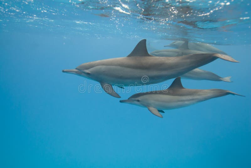 Mother and juvenile Spinner dolphins in the wild.