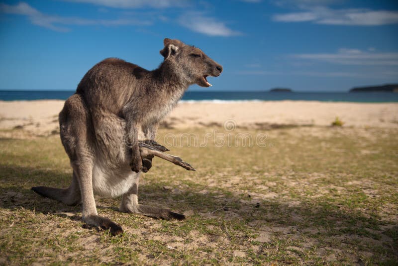 Jumping Red Kangaroo on the Beach, Australia Stock Image Image of