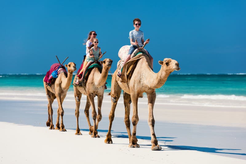 Family mother and kids riding camels at tropical white sand beach. Family mother and kids riding camels at tropical white sand beach