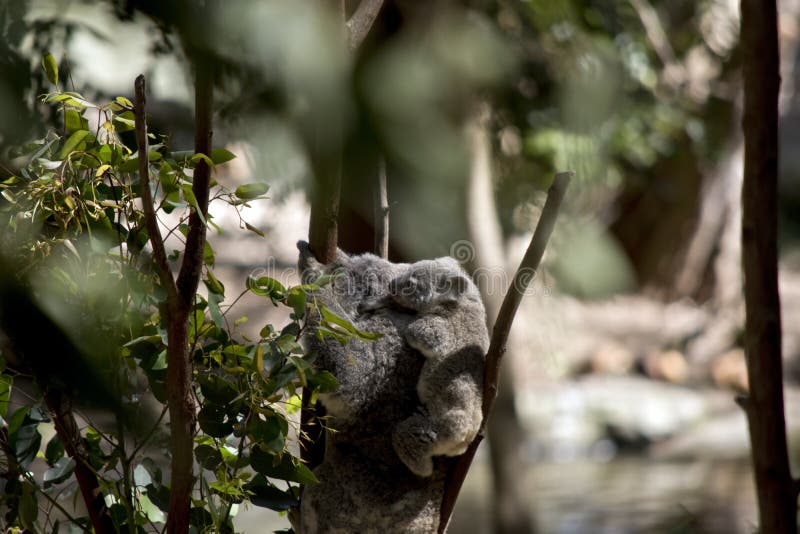 The mother koala has a baby on her back royalty free stock images The mother koala has a baby on her back royalty free stock images