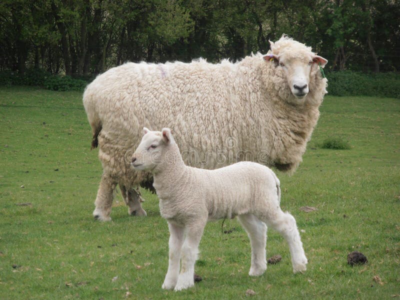 Mother and Lamb stock photo. Image of field, sheep, countryside 152630152