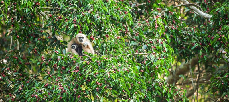 A mother Lar Gibbon or White-handed Gibbon with baby feeding on the figs tree, colorful ripe fruits of fig in season. Khao Yai, royalty free stock images A mother Lar Gibbon or White-handed Gibbon with baby feeding on the figs tree, colorful ripe fruits of fig in season. Khao Yai, royalty free stock images