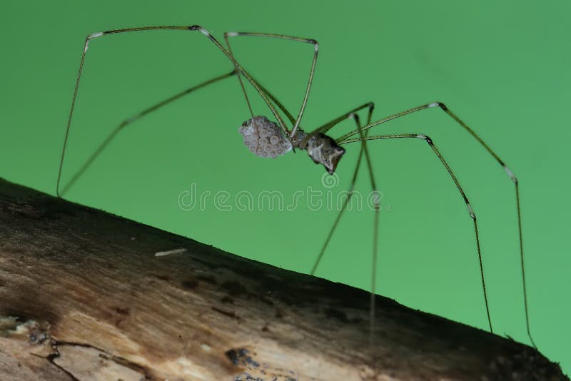 Long Legs Spider Mother Stock Photo 205620319