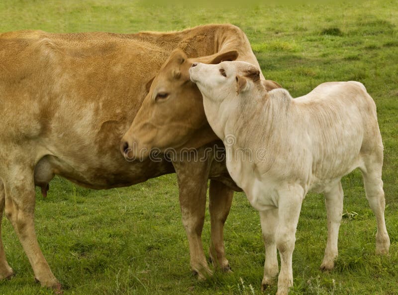 Mother love charolais cow with baby brahman calf. Spring time mother love - rural scene, charolais cow with baby brahman cross calf - australian beef cattle royalty free stock photography Mother love charolais cow with baby brahman calf. Spring time mother love - rural scene, charolais cow with baby brahman cross calf - australian beef cattle royalty free stock photography