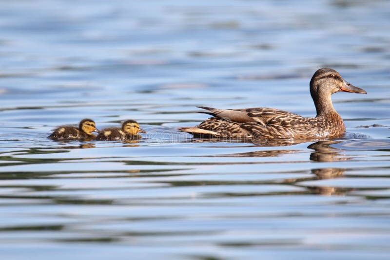 Mother Mallard Duck With Twin Ducklings