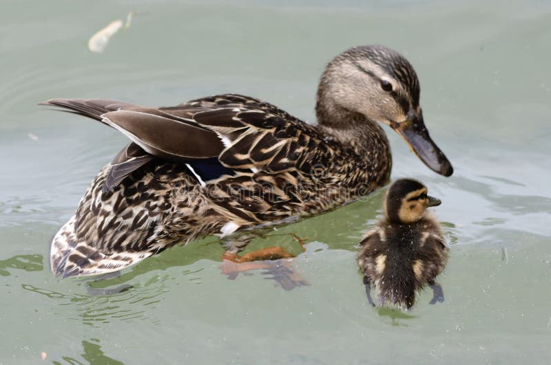 A Mother Mallard and Her Duckling stock images A Mother Mallard and Her Duckling stock images