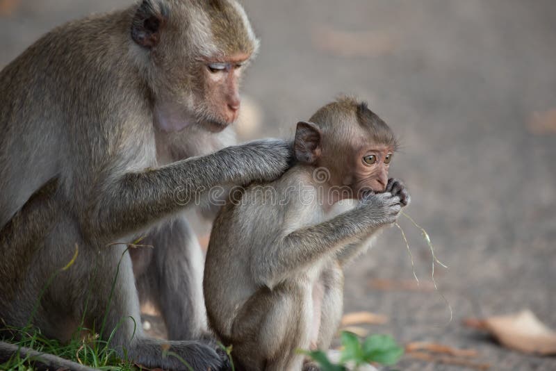 The Mother Monkey And Baby Monkey Are Sitting In The Forest Stock Photo Image Of Face Lonely The Mother Monkey And Baby Monkey Are Sitting In The Forest Stock Photo Image Of Face Lonely