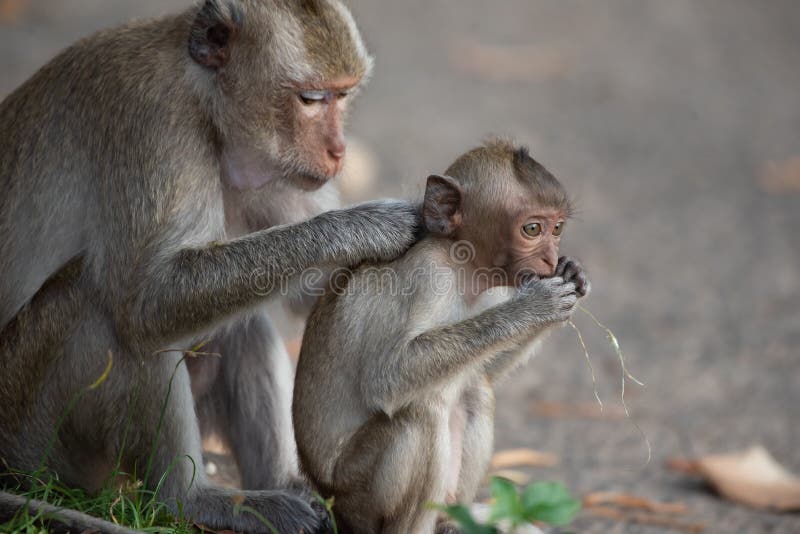 The Mother Monkey And Baby Monkey Are Sitting In The Forest Stock Photo Image Of Face Lonely