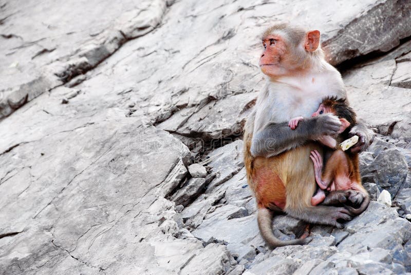 Mother monkey protects her baby