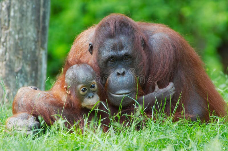 Mother orangutan with her baby